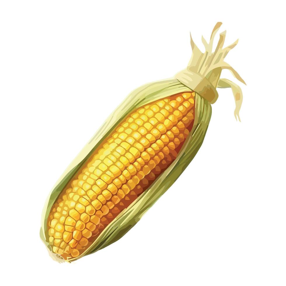 Corn on the cob illustration vector