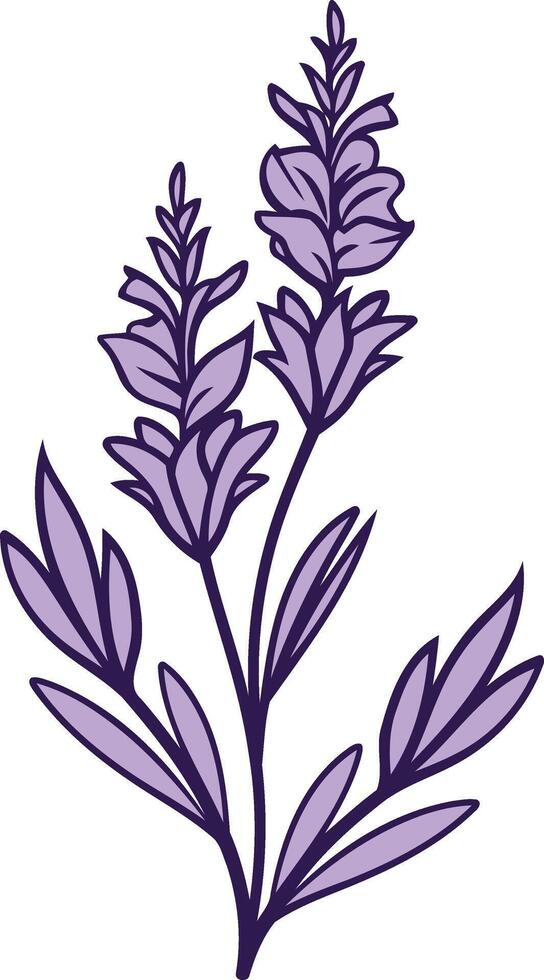 Purple Lavender Illustration vector