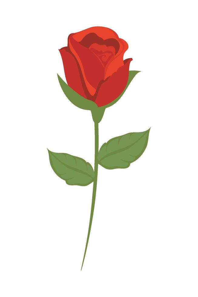 Red rose flower illustration vector