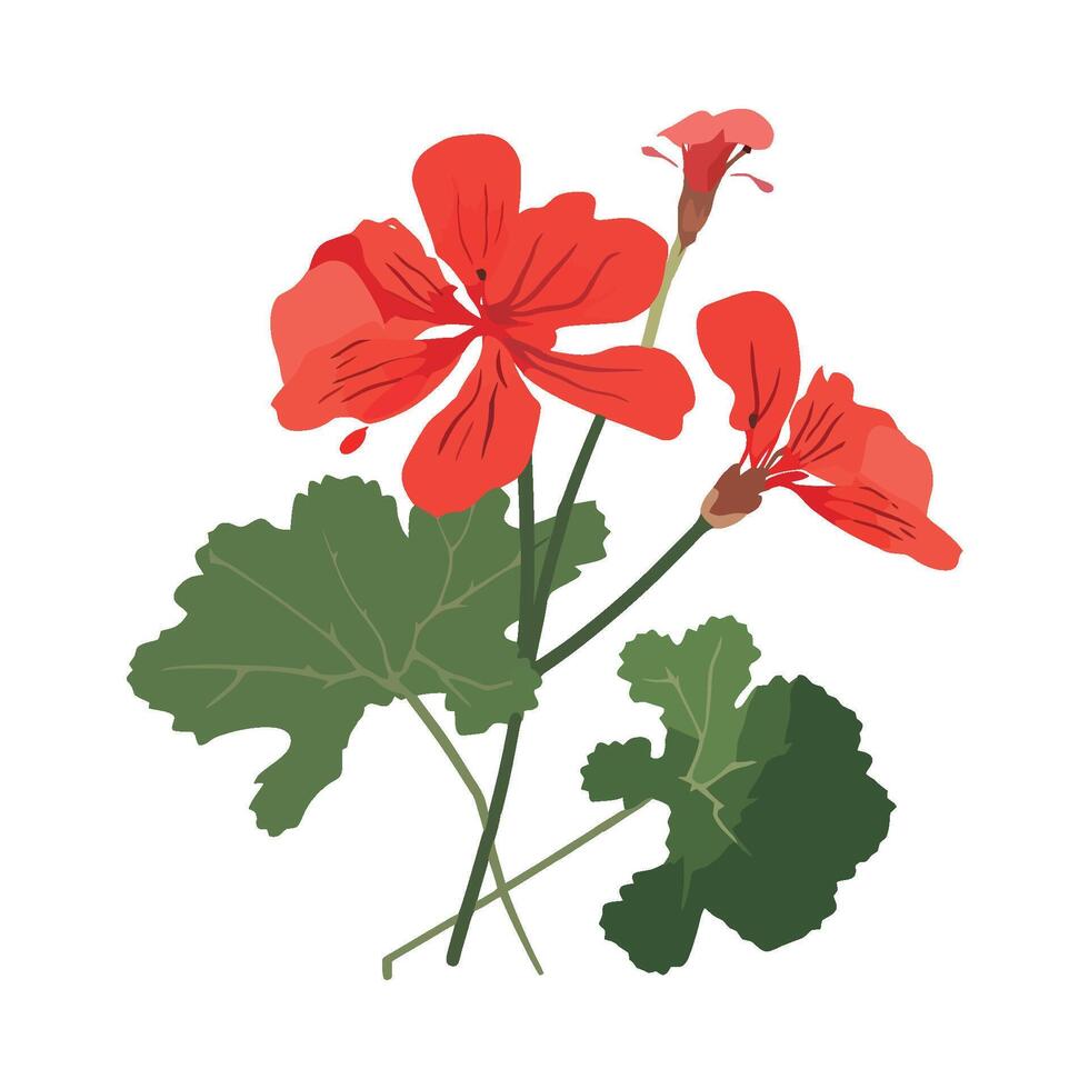 Geranium flower illustration isolated on white background vector