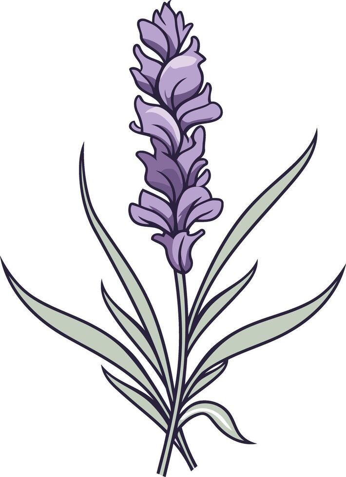Lavender Bloom Illustration vector