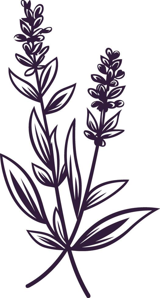 Elegant Lavender Illustration vector