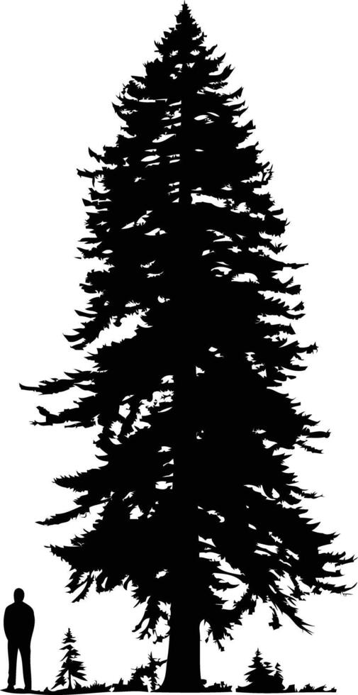 A dramatic silhouette of a tall fir tree with a person standing in the foreground for scale vector