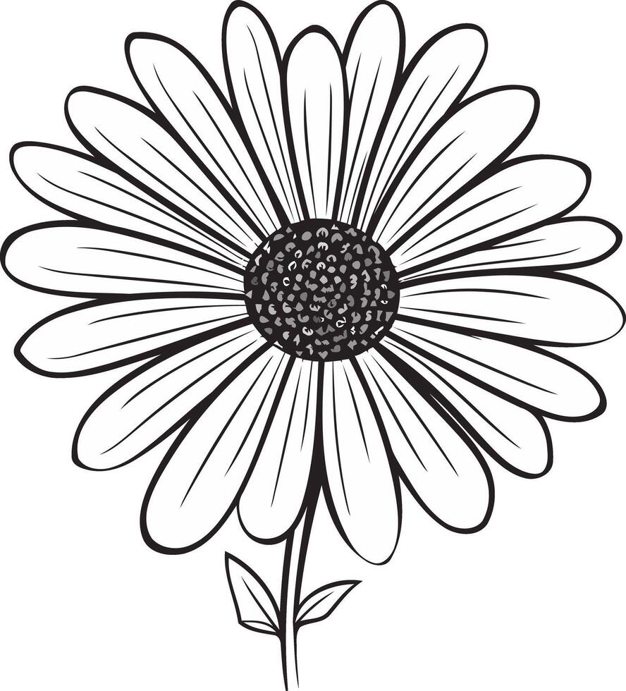 Line Drawing of a Daisy Flower vector