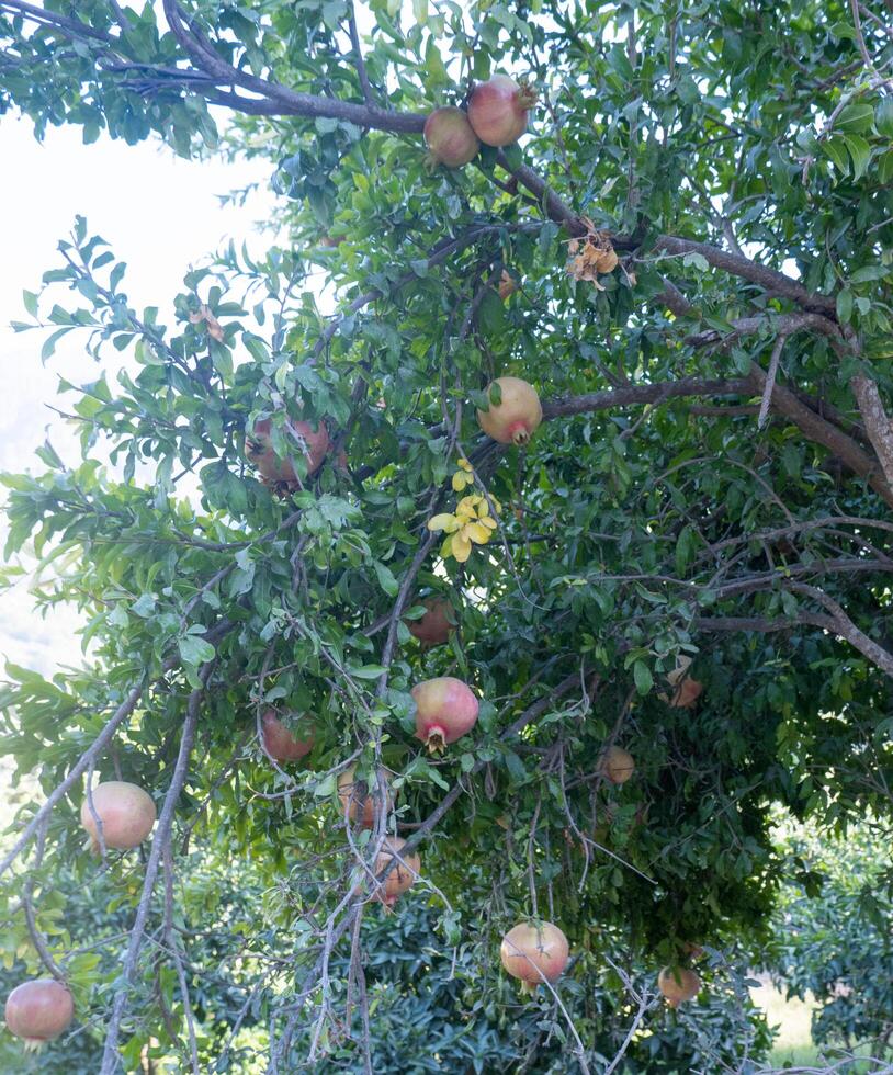 Pomegranates grow on a tree. Green pomegranates ripen photo