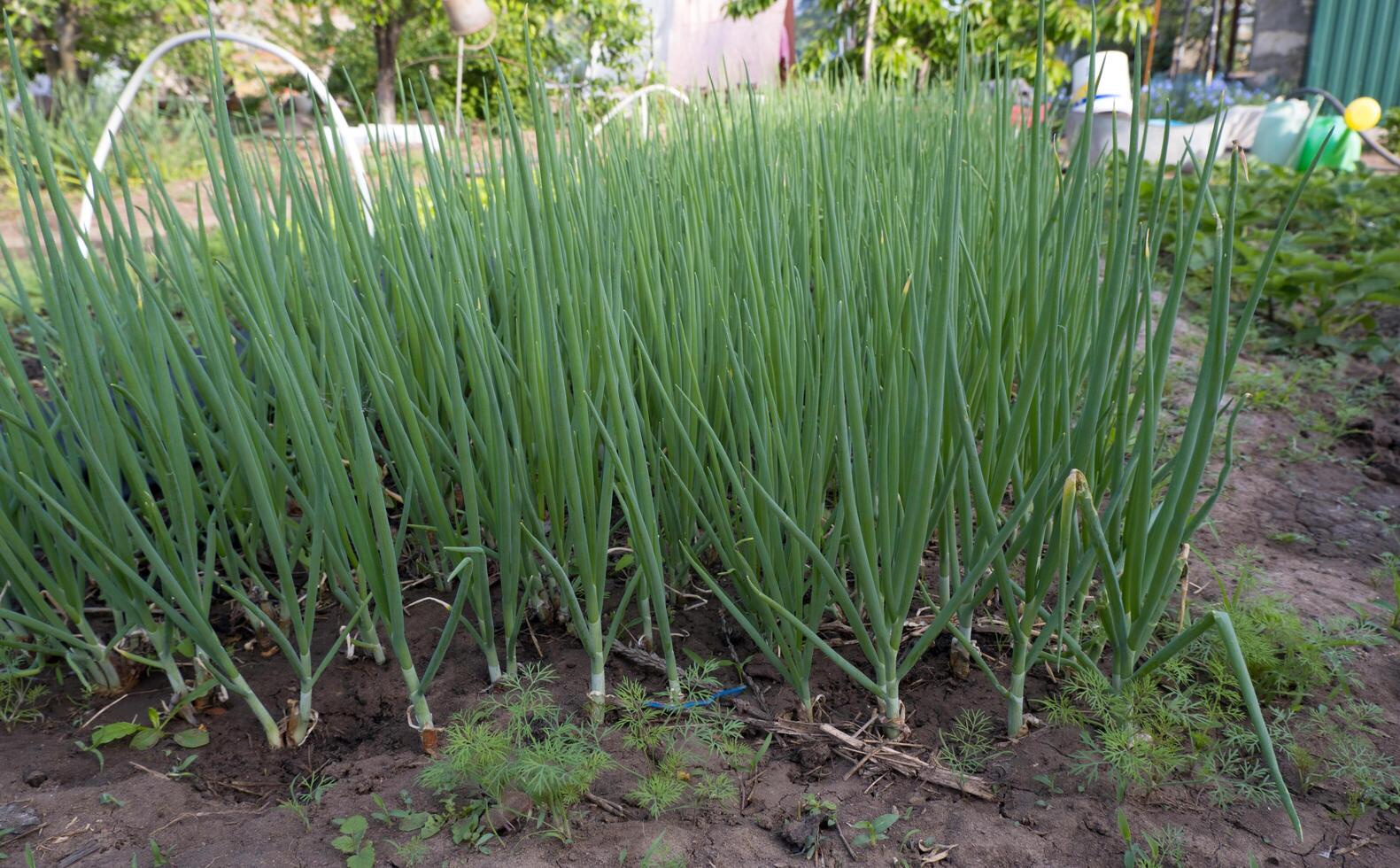 Onion plant from an organic onion bed. onion crop grown in an agricultural field or farm. photo