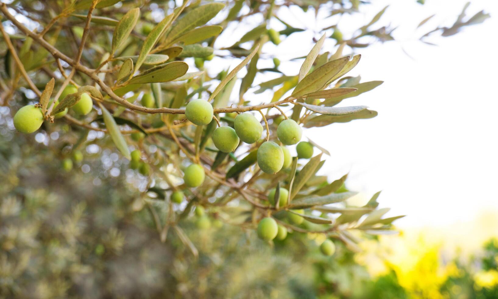 green olives grow on a olive tree branch in the garden. selective focus. photo