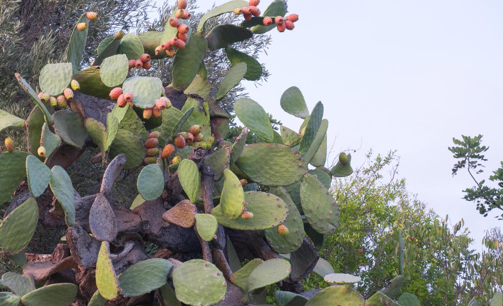 tall thorny opuntia ficus-indica cactus plant photo