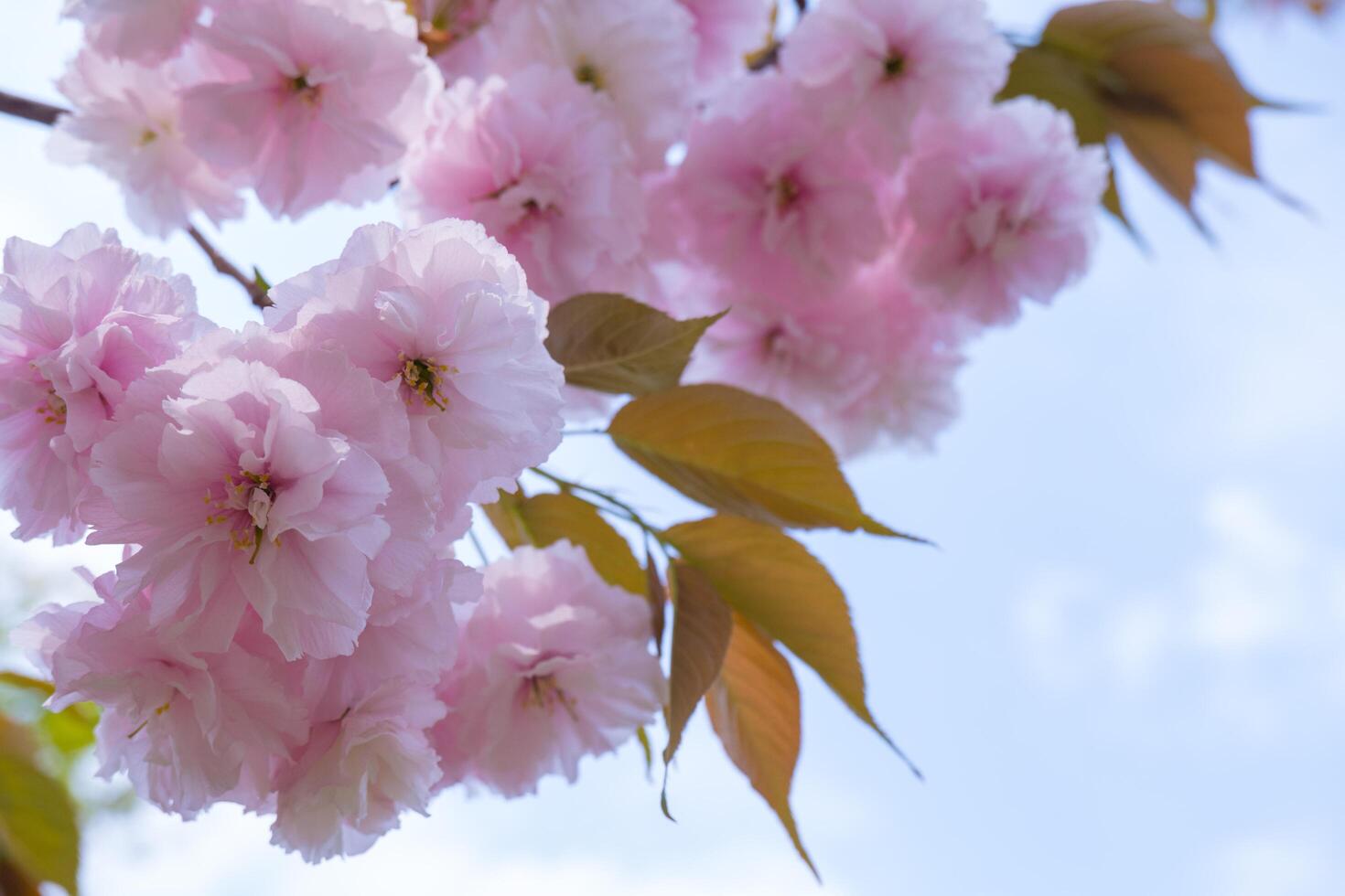 Japanese sakura blossom, spring season image photo