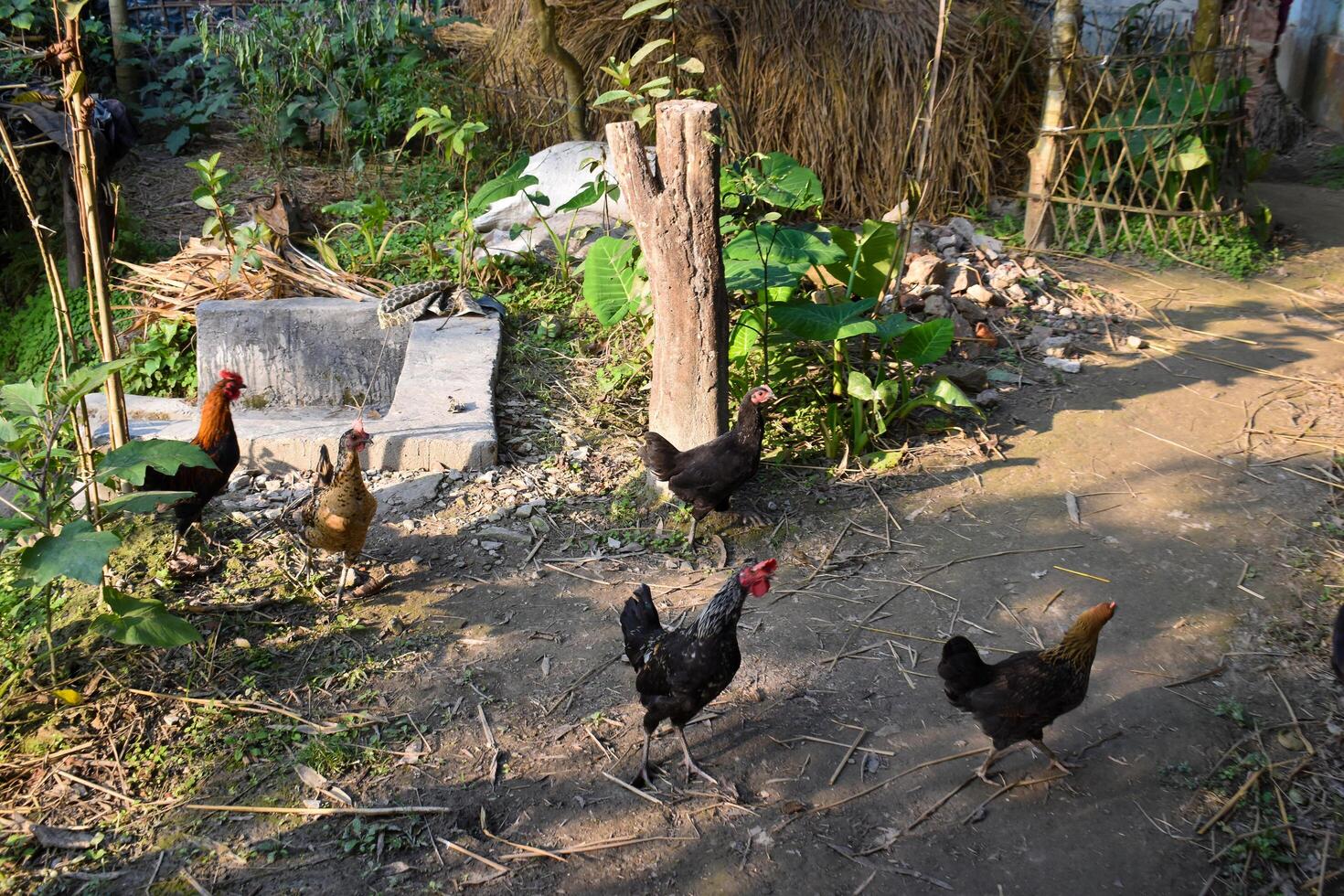 Chicken are playing in the ground photo