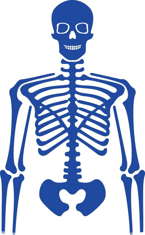 Blue skeletal illustration of the human body, emphasizing the rib cage and pelvic structure vector