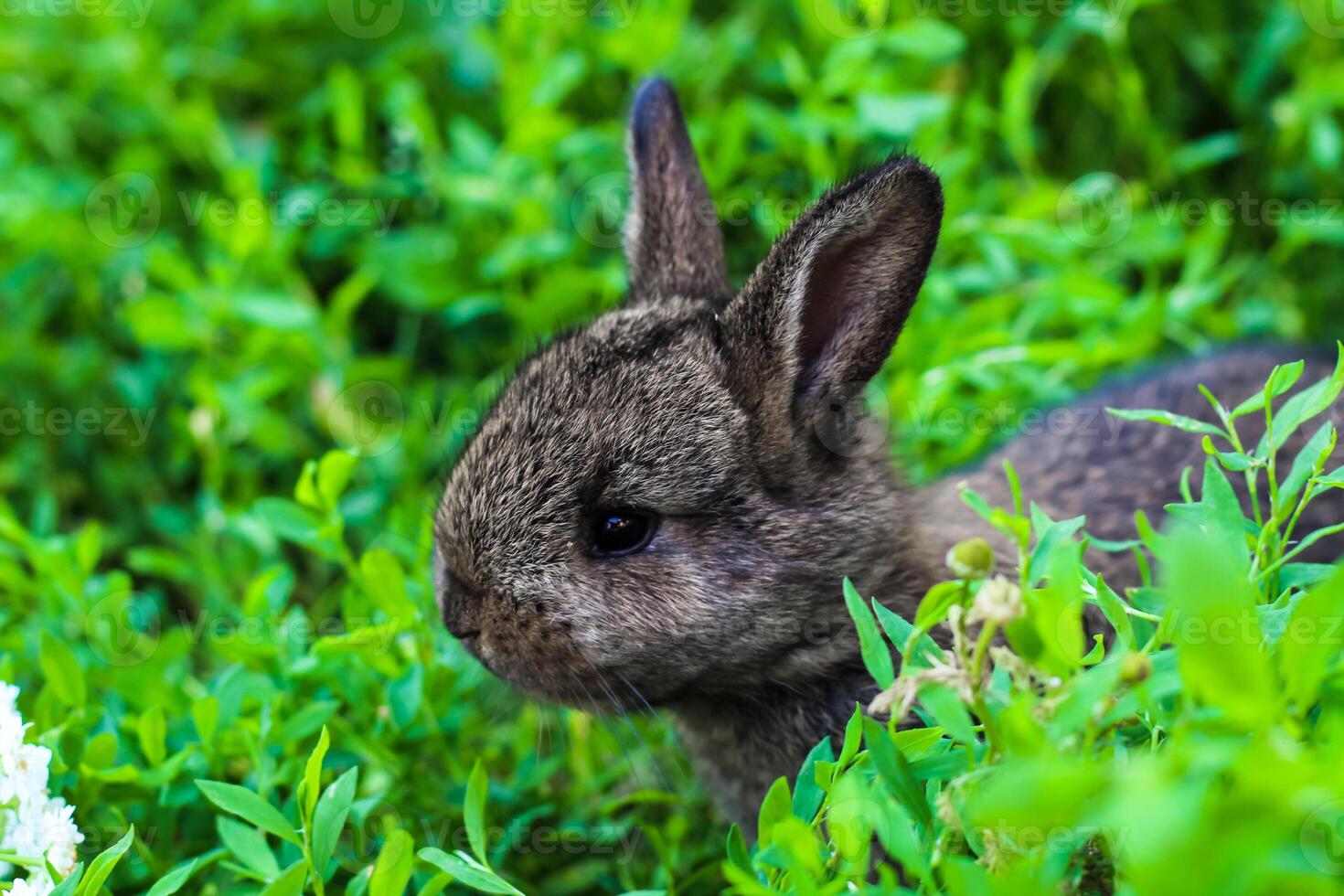 two little fluffy bunny in the green grass. Young rabbits in a meadow photo