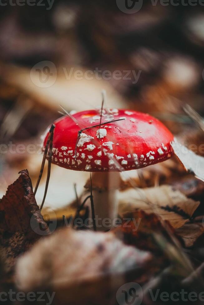 Red toadstool poisonous mushroom growth in the forest, fly agaric fungus photo