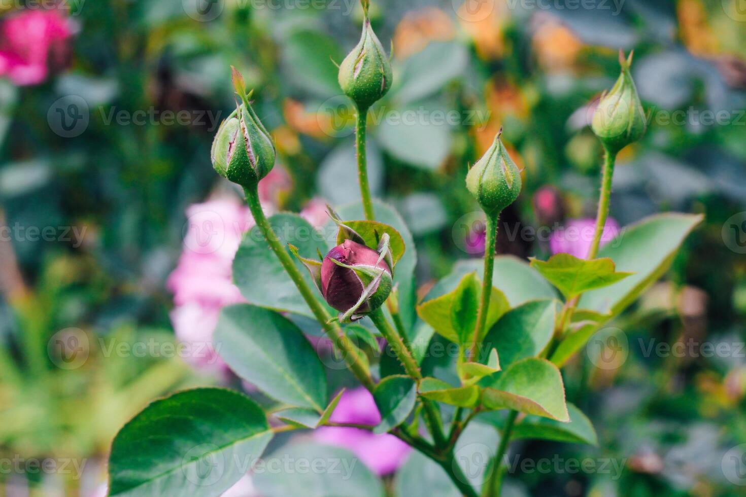 closed lilac rose bud on a green background of foliage photo