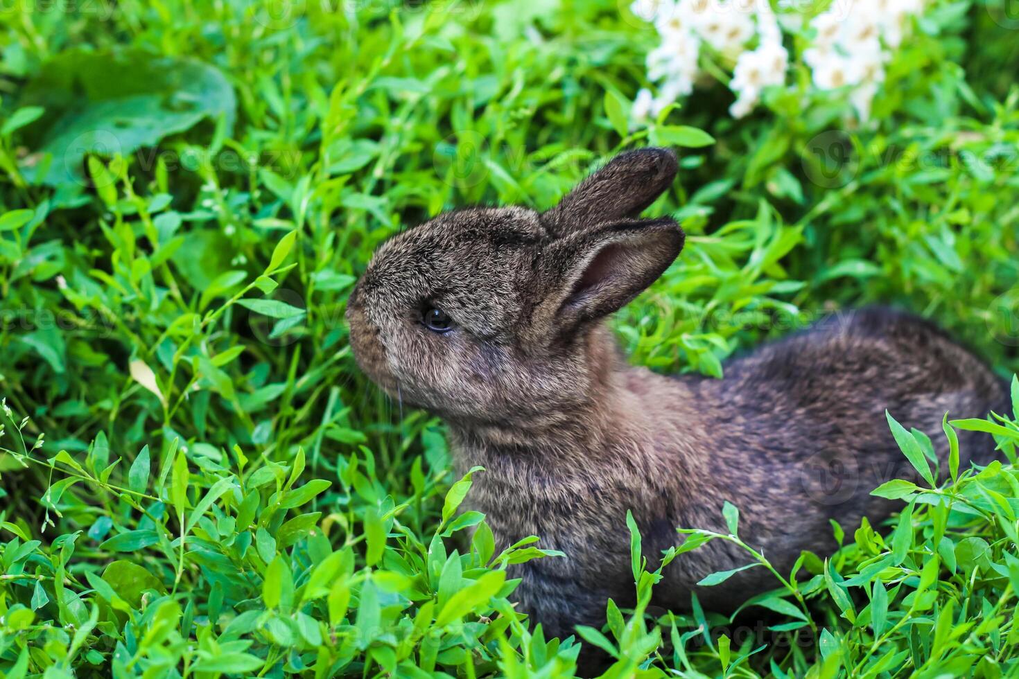 two little fluffy bunny in the green grass. Young rabbits in a meadow photo