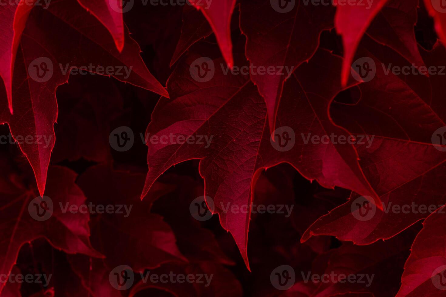 red ivy leaves close up. texture and background for designers. photo