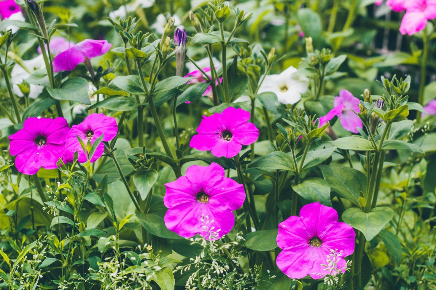 lilac petunias in the garden close up on a green background photo