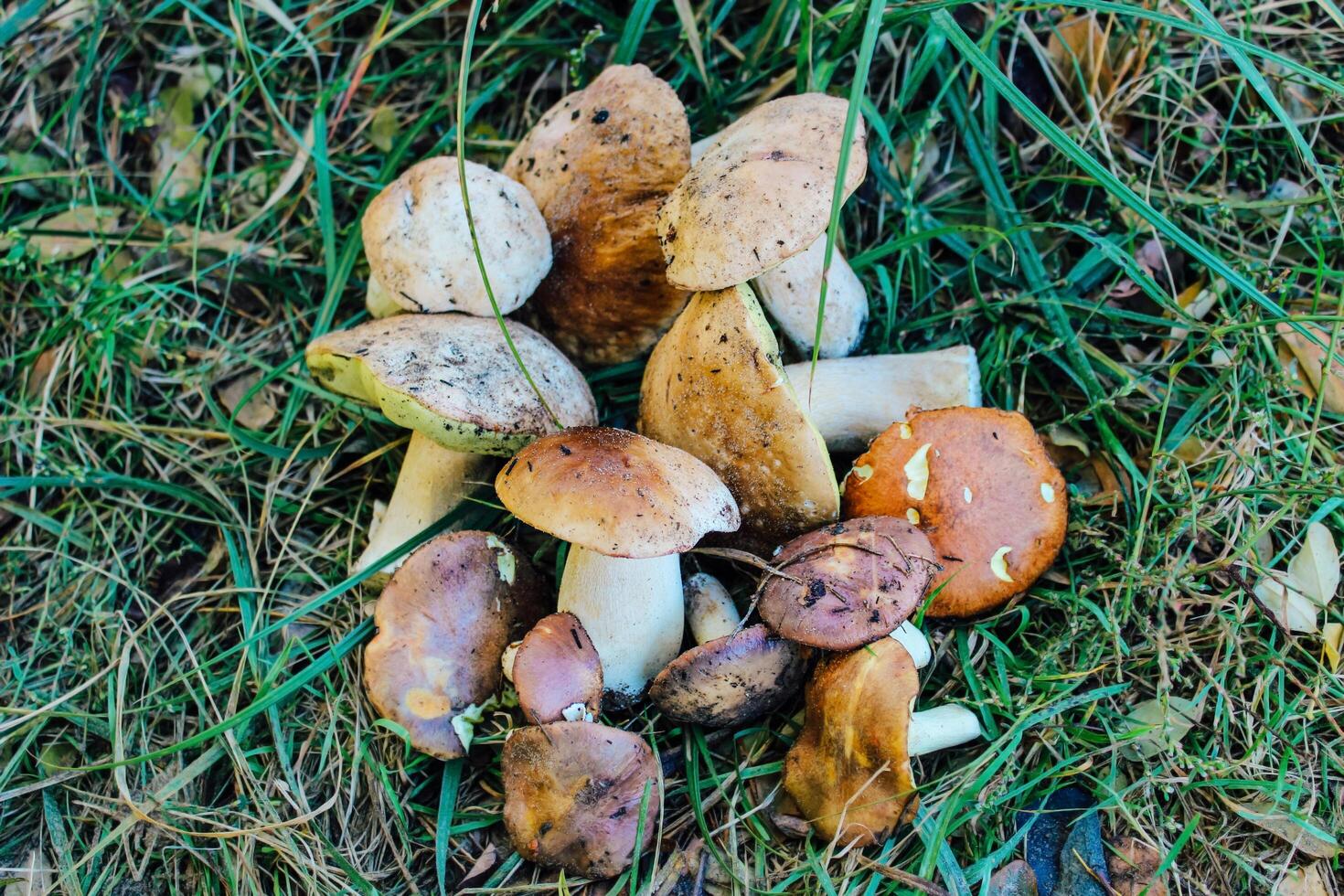 Wild mushrooms collected in the meadow photo