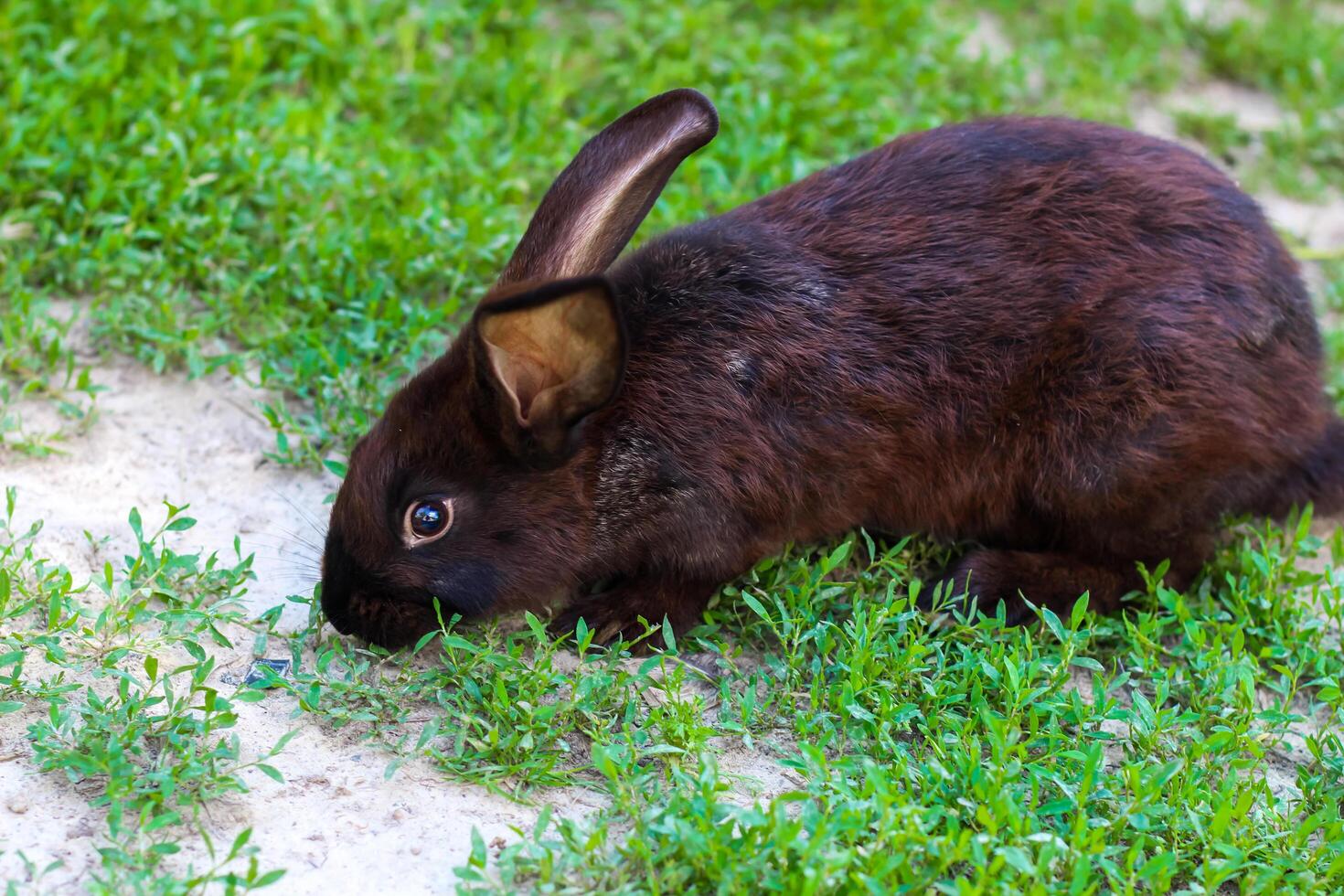 big black with brown rabbit walks on a green lawn. Large pet rabbit photo