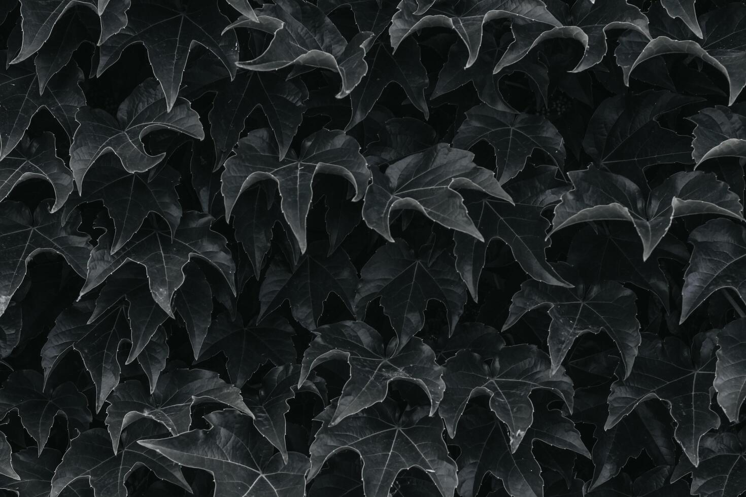 black ivy leaves close up. texture and background for designers photo