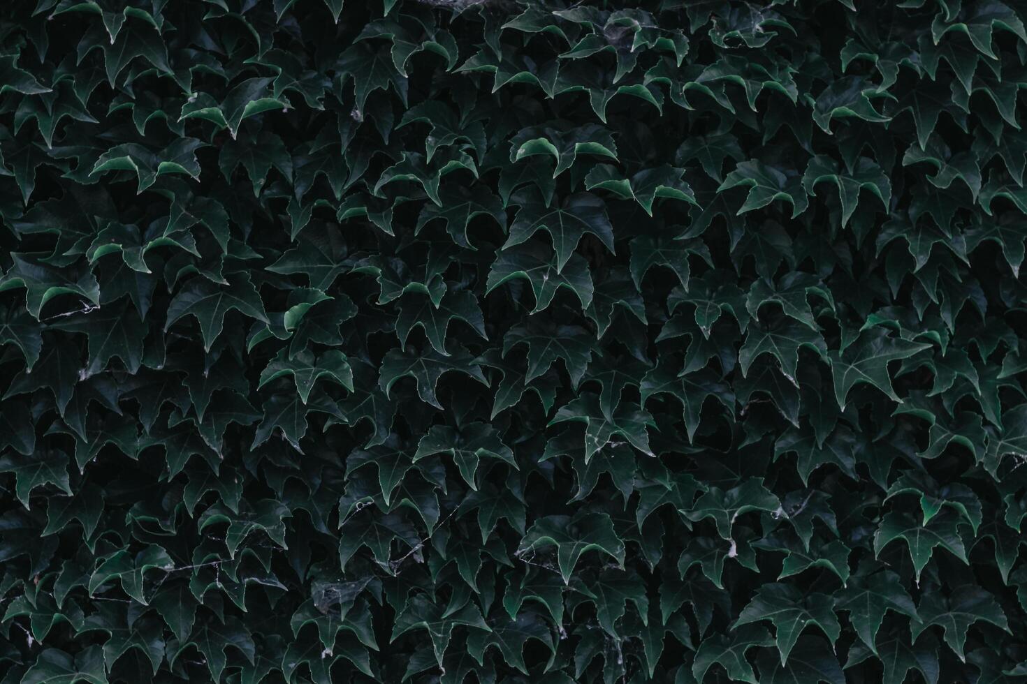 green ivy leaves close up. texture and background for designers. photo