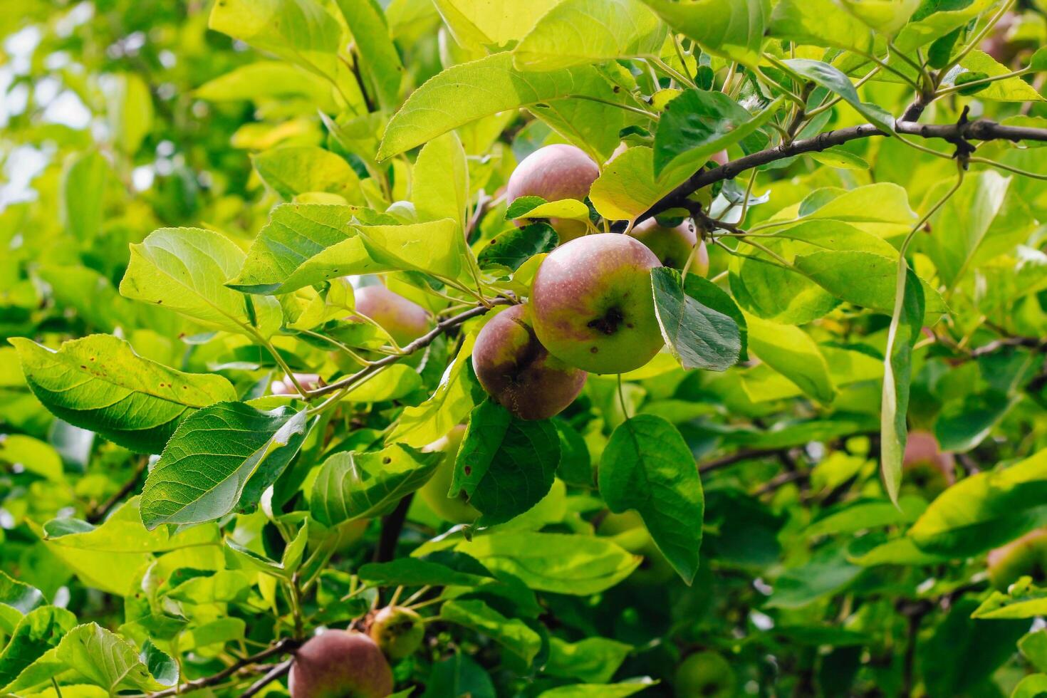 A wormy apple with obvious signs of lesion growing on a branch. Garden tree disease photo