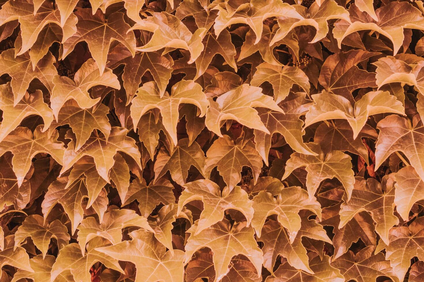 red ivy leaves close up. texture and background for designers photo