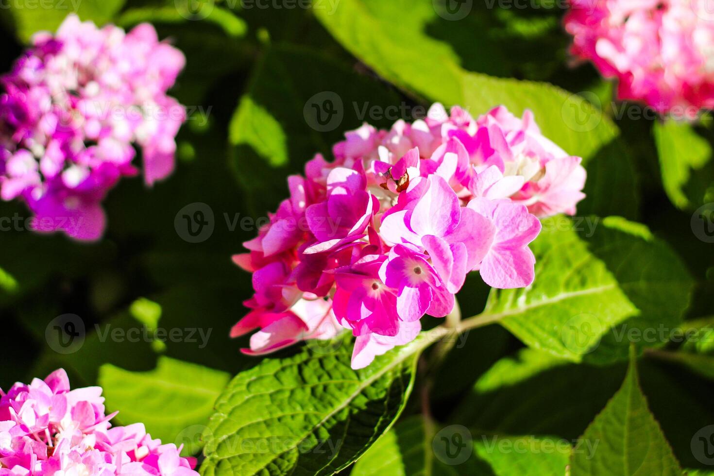 Close-up of pink hydrangea bushes in the garden photo