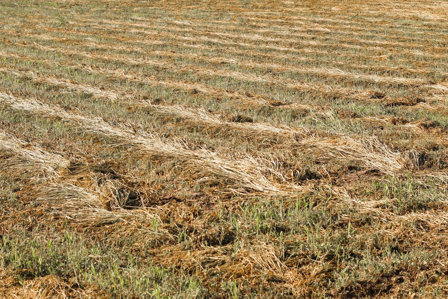 mowed wheat. rows of wheat on a field in rows photo