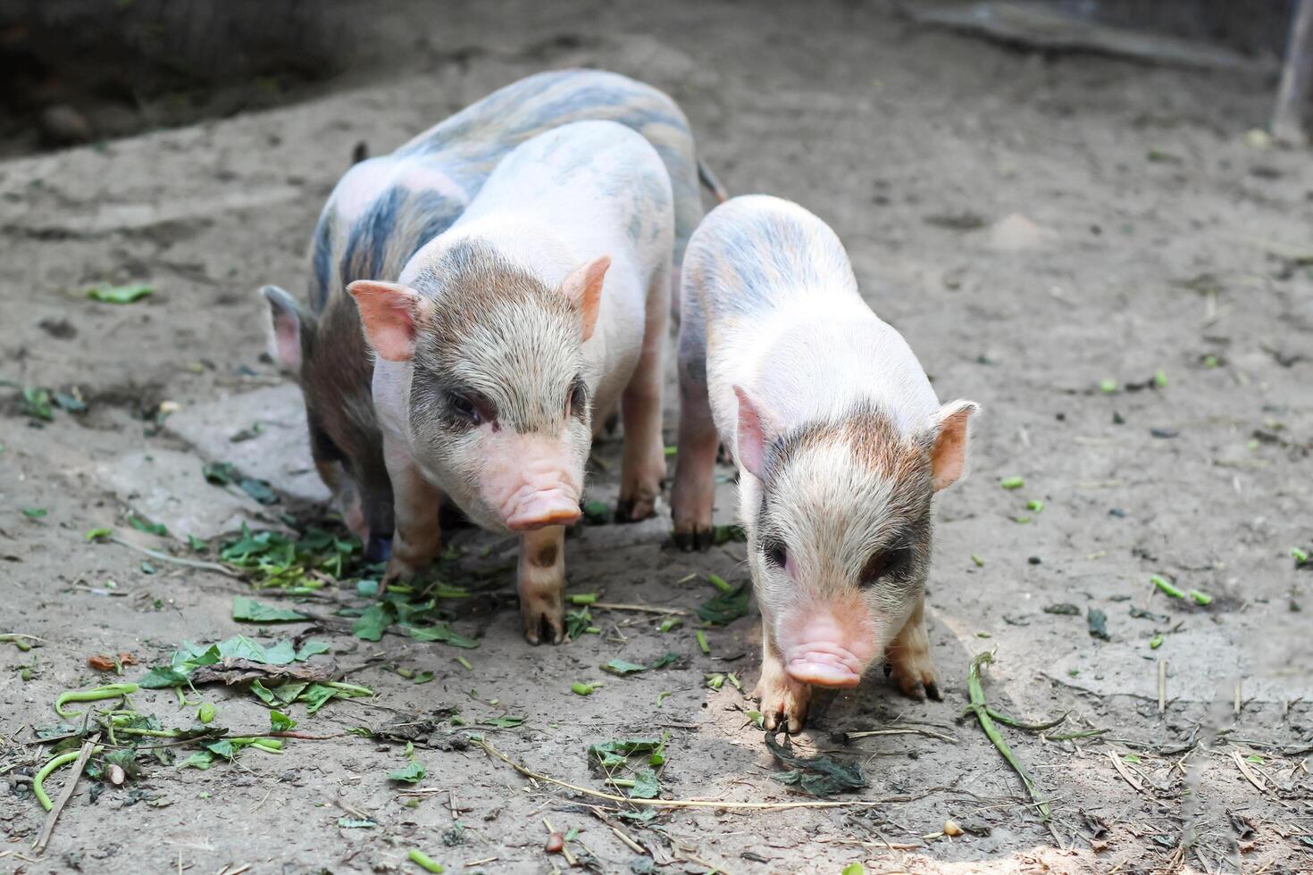 pigs are going to eat. Small piglet waiting feed in the farm . little piglets playing outdoors photo