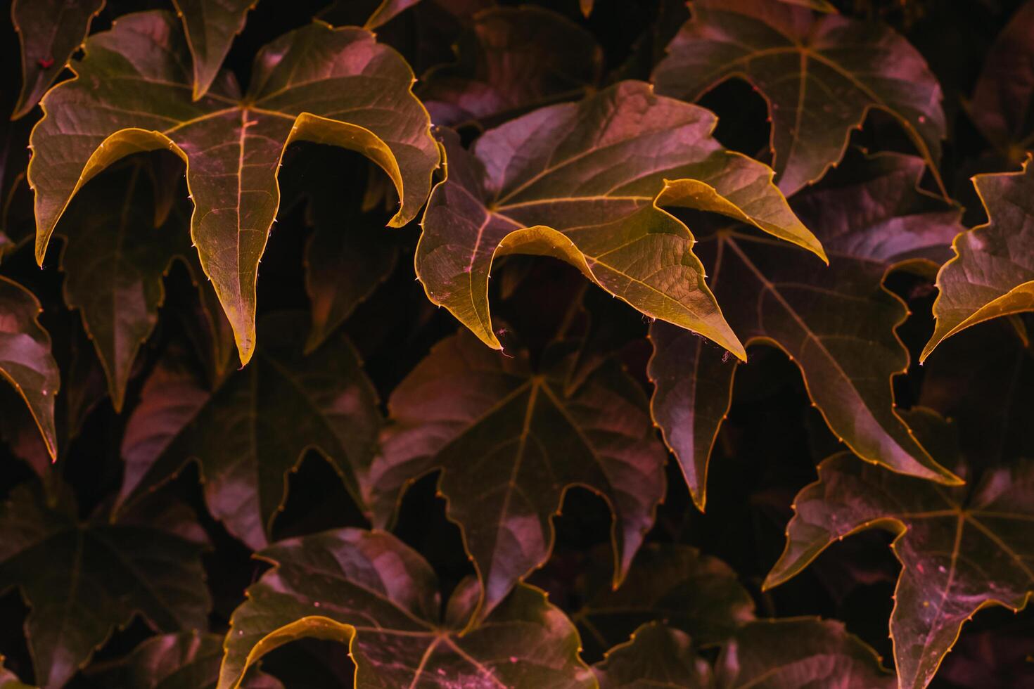 red ivy leaves close up. texture and background for designers photo