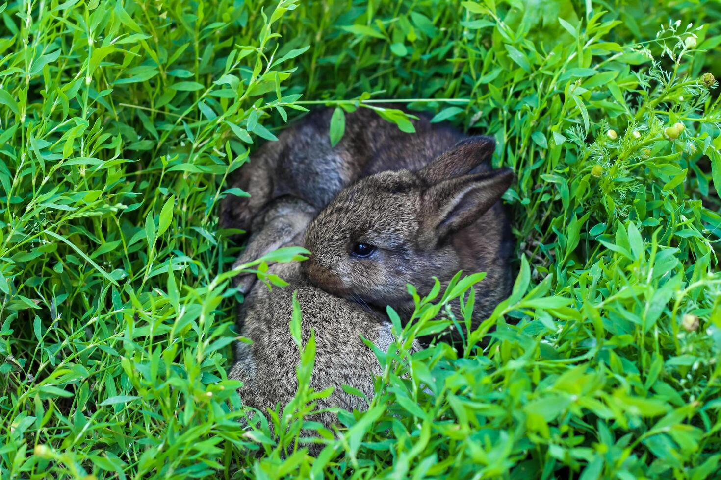 two little fluffy bunny in the green grass. Young rabbits in a meadow photo