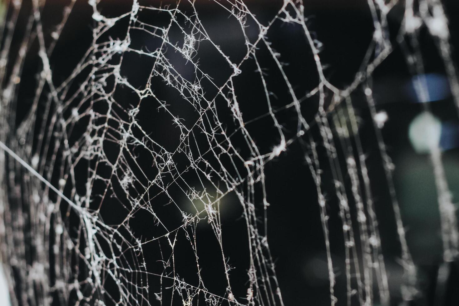 cobweb in the morning. close-up on a dark background. white cobweb photo