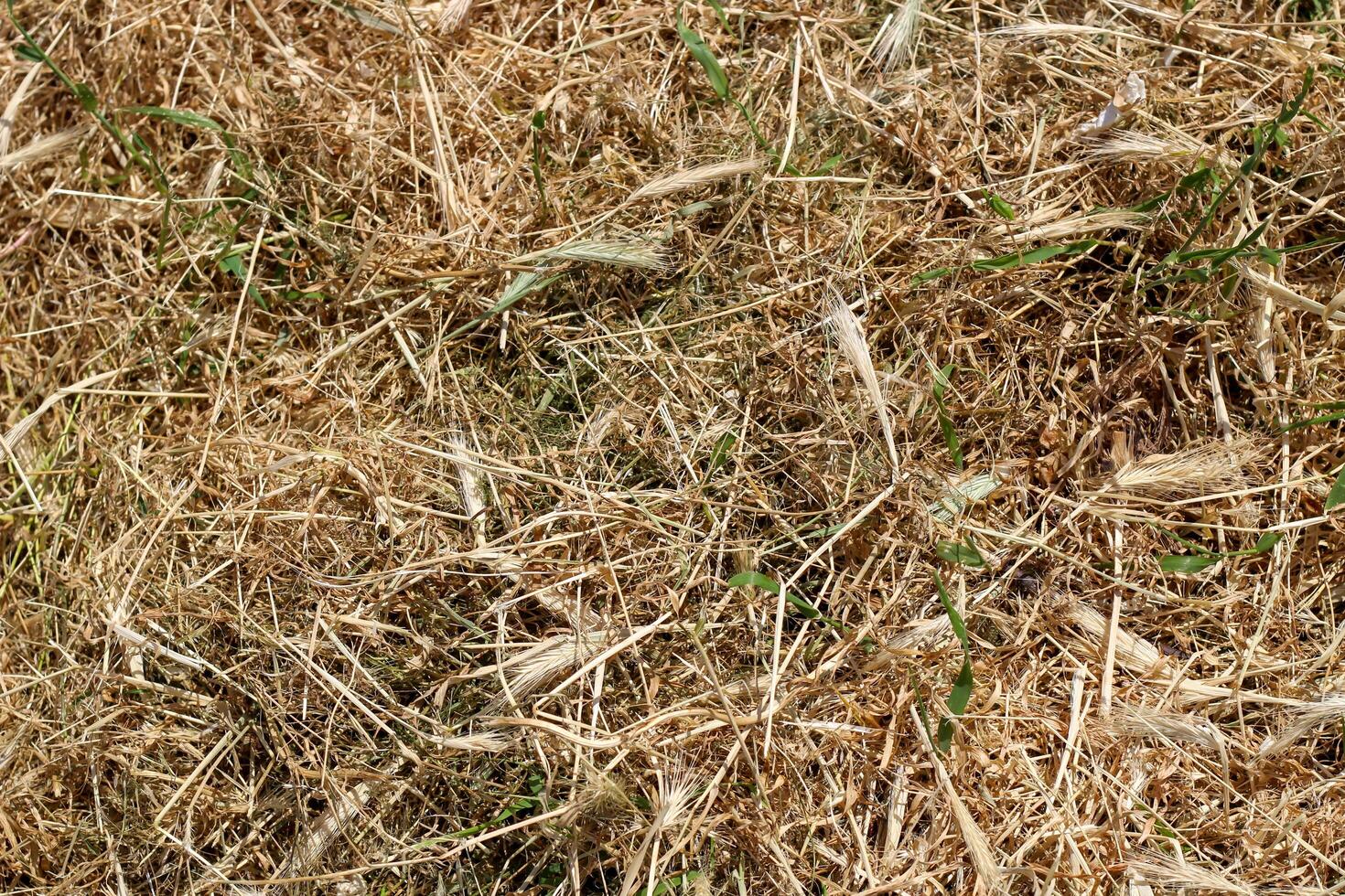 Texture, background dry mown grass sunny day photo