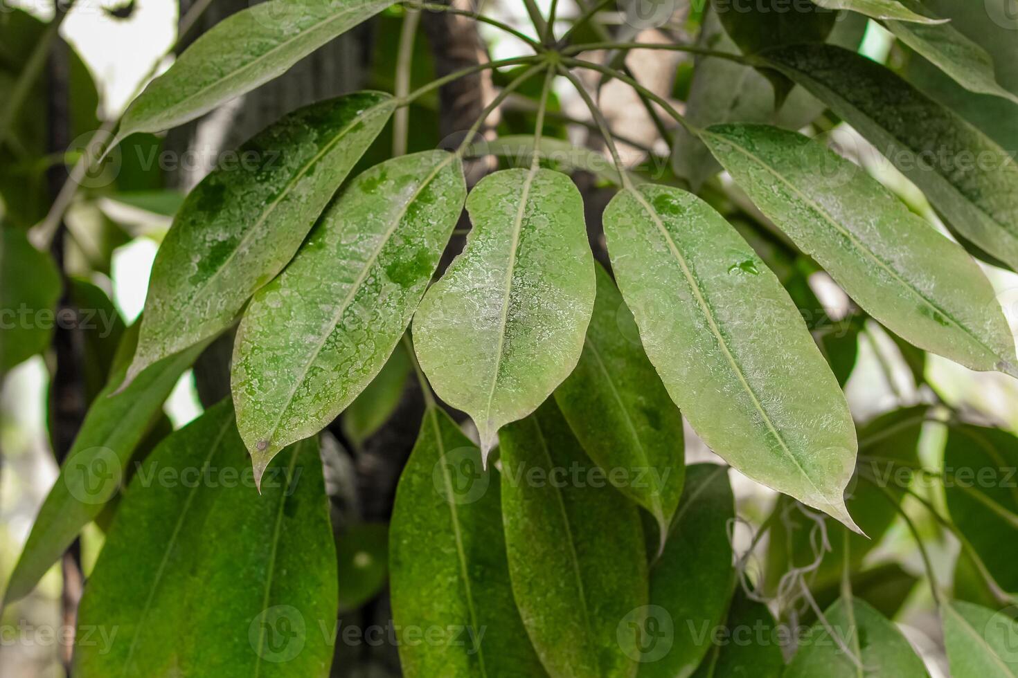 leaves of trees and bushes in a tropical forest photo