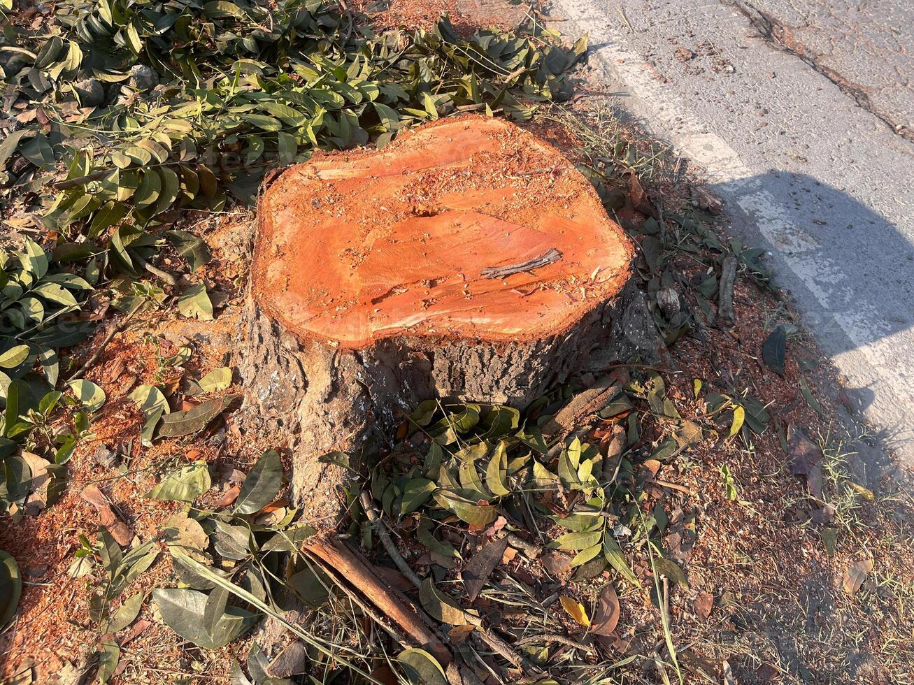stump, A large tree stump sits in a field of green grass. The stump is surrounded by leaves and branches, and it is a part of a larger tree that has been cut down photo