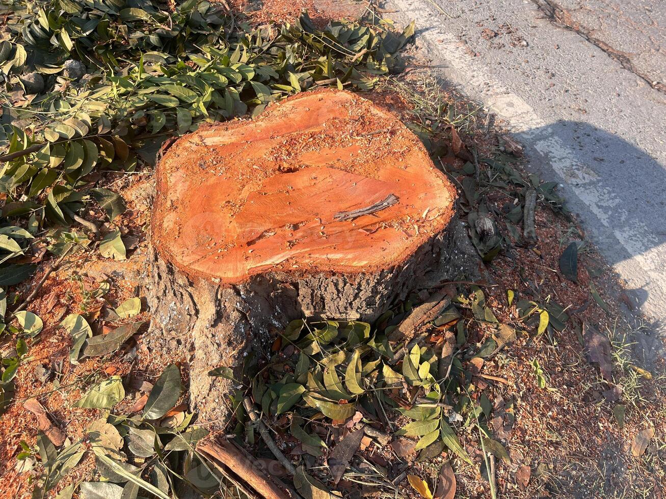 stump, A large tree stump sits in a field of green grass. The stump is surrounded by leaves and branches, and it is a part of a larger tree that has been cut down photo