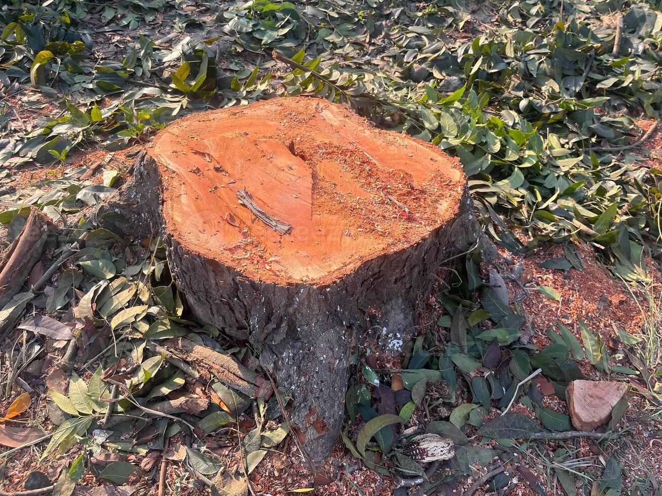 stump, A large tree stump sits in a field of green grass. The stump is surrounded by leaves and branches, and it is a part of a larger tree that has been cut down photo