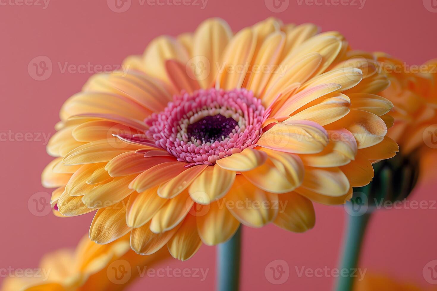 Close-Up of Vibrant Yellow Gerbera Daisy on Pink Background for Floral Art and Decor photo