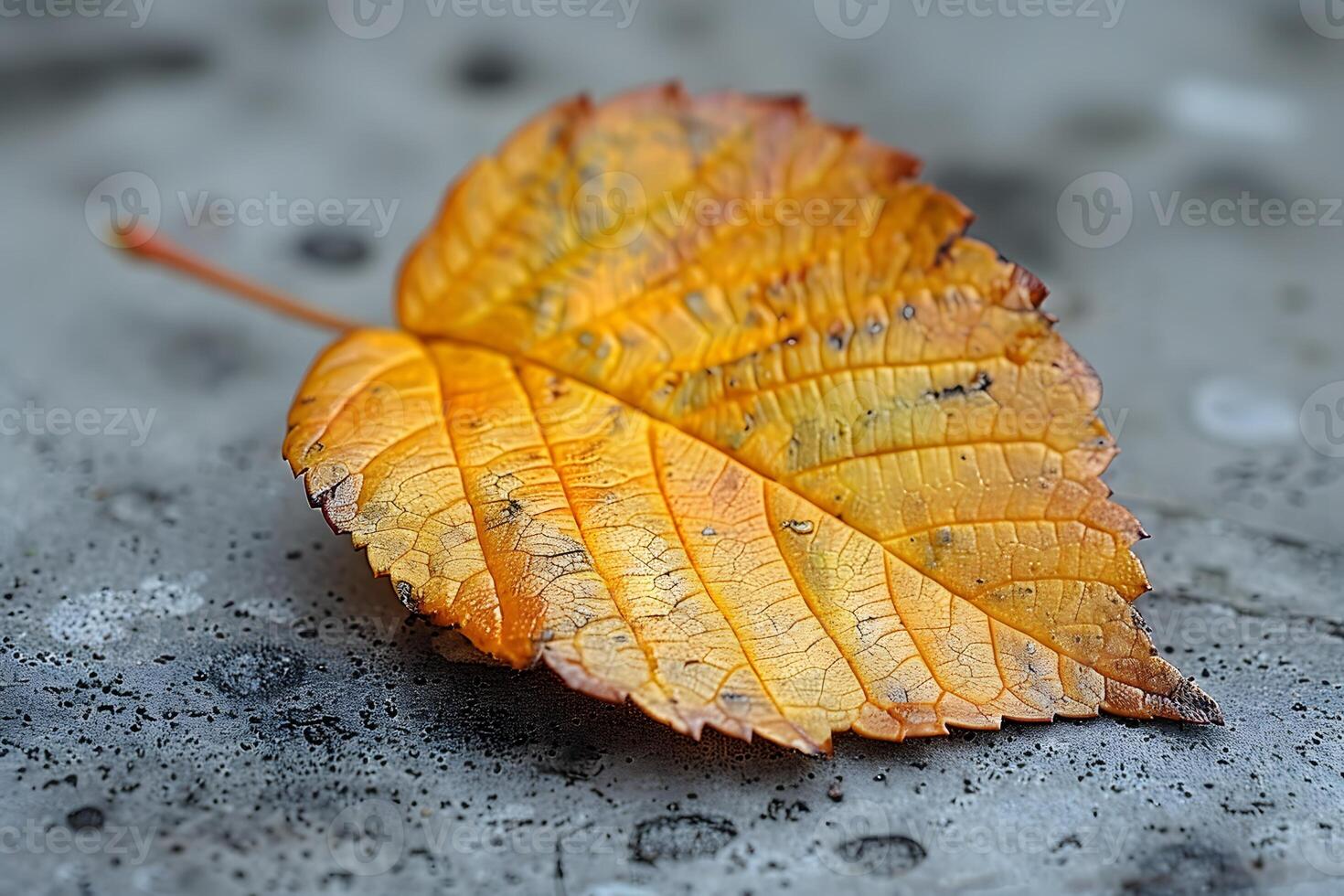 Golden Autumn Leaf on Weathered Surface - Seasonal Nature Photography for Fall Design and Decor photo