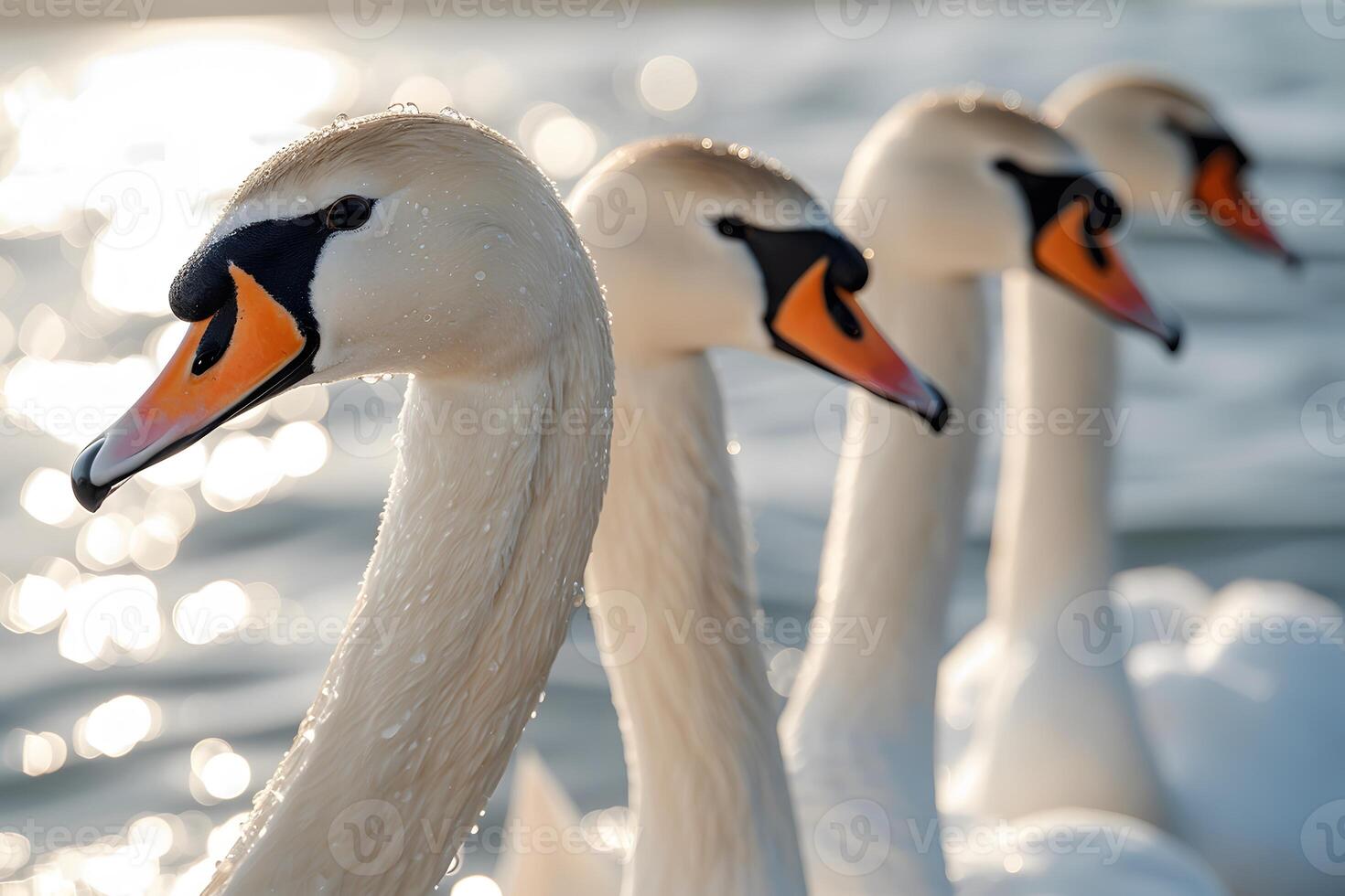 Elegant Swans in a Row on Sparkling Water - Nature Photography for Posters and Artwork photo