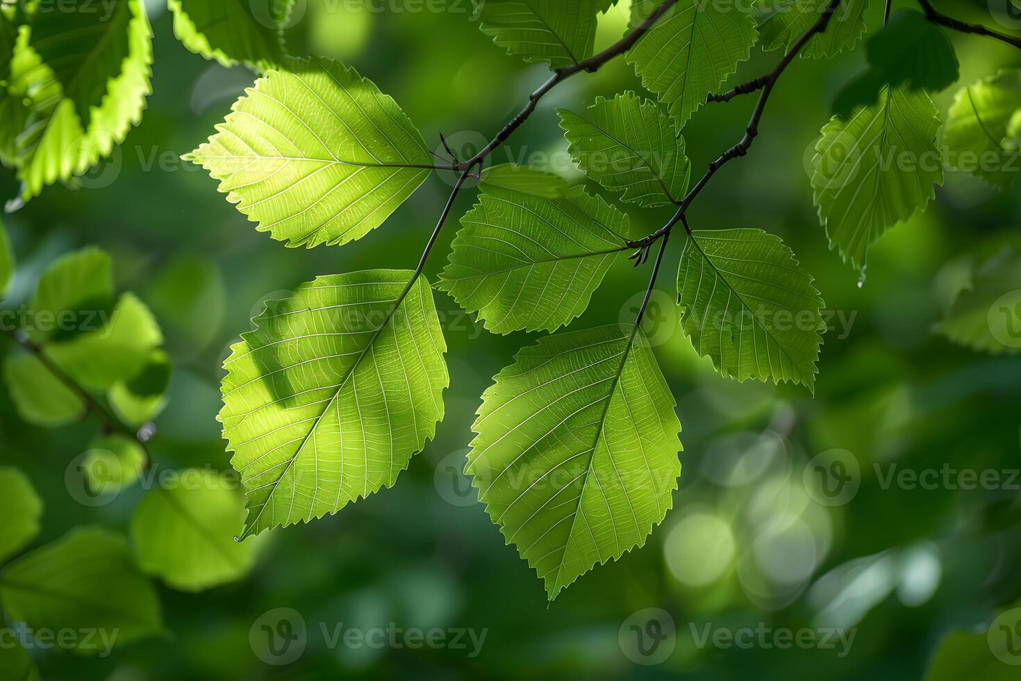 Fresh Green Spring Leaves on Tree Branches in Sunlight - Nature, Ecology, Background Design photo