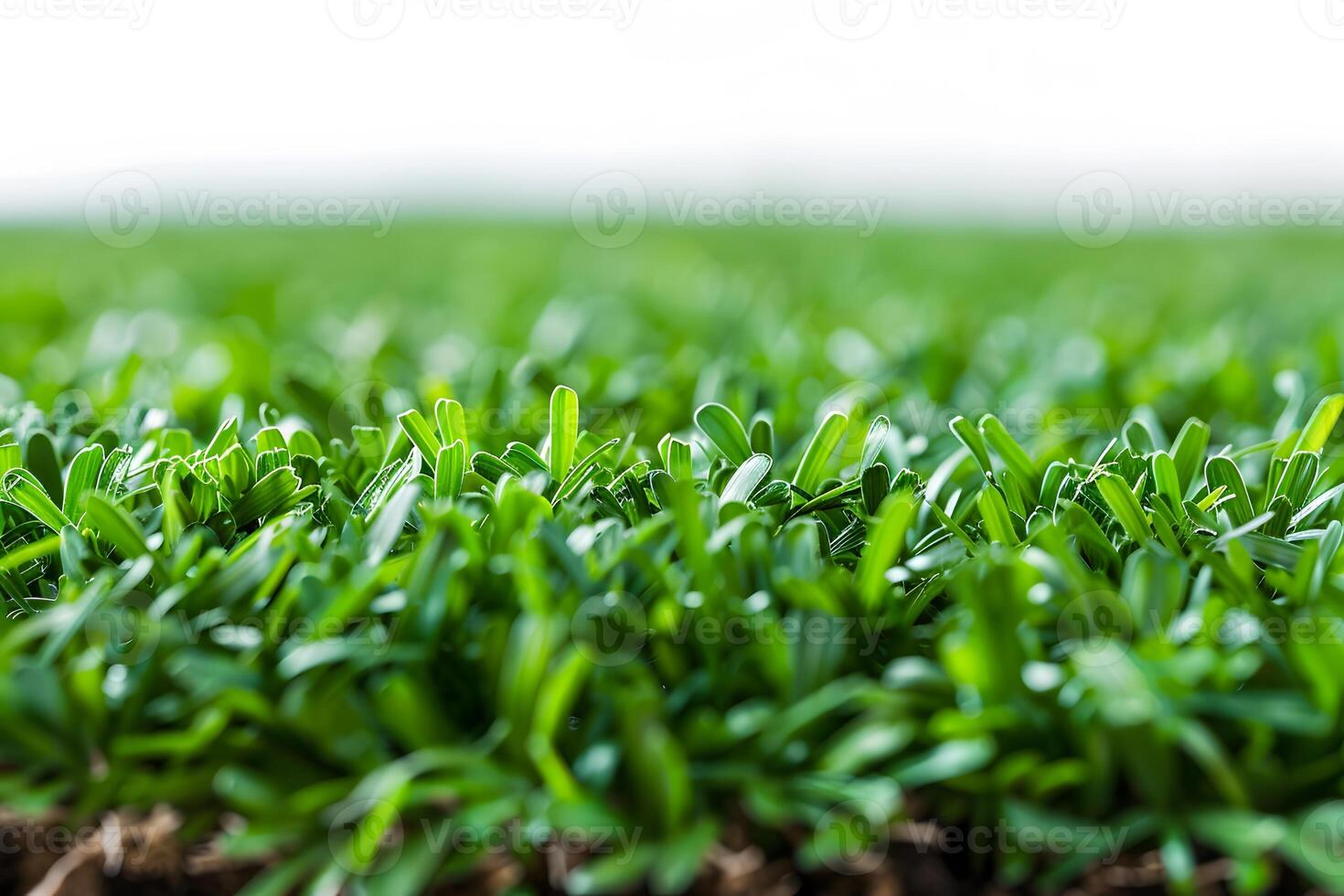 Fresh Green Grass Field Under Sunlight - Nature Background for Eco-Friendly Concepts and Natural Designs photo