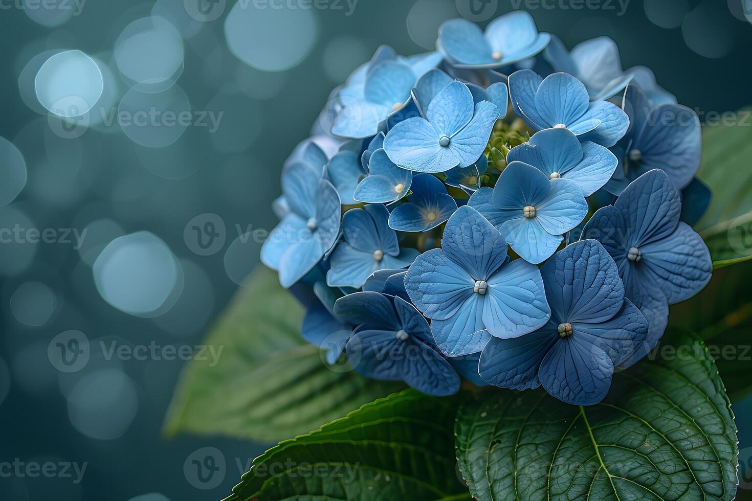 Beautiful Blue Hydrangea Blooms Against Soft Bokeh Background - Nature, Floral, Photography, Home Decor, Art Print photo