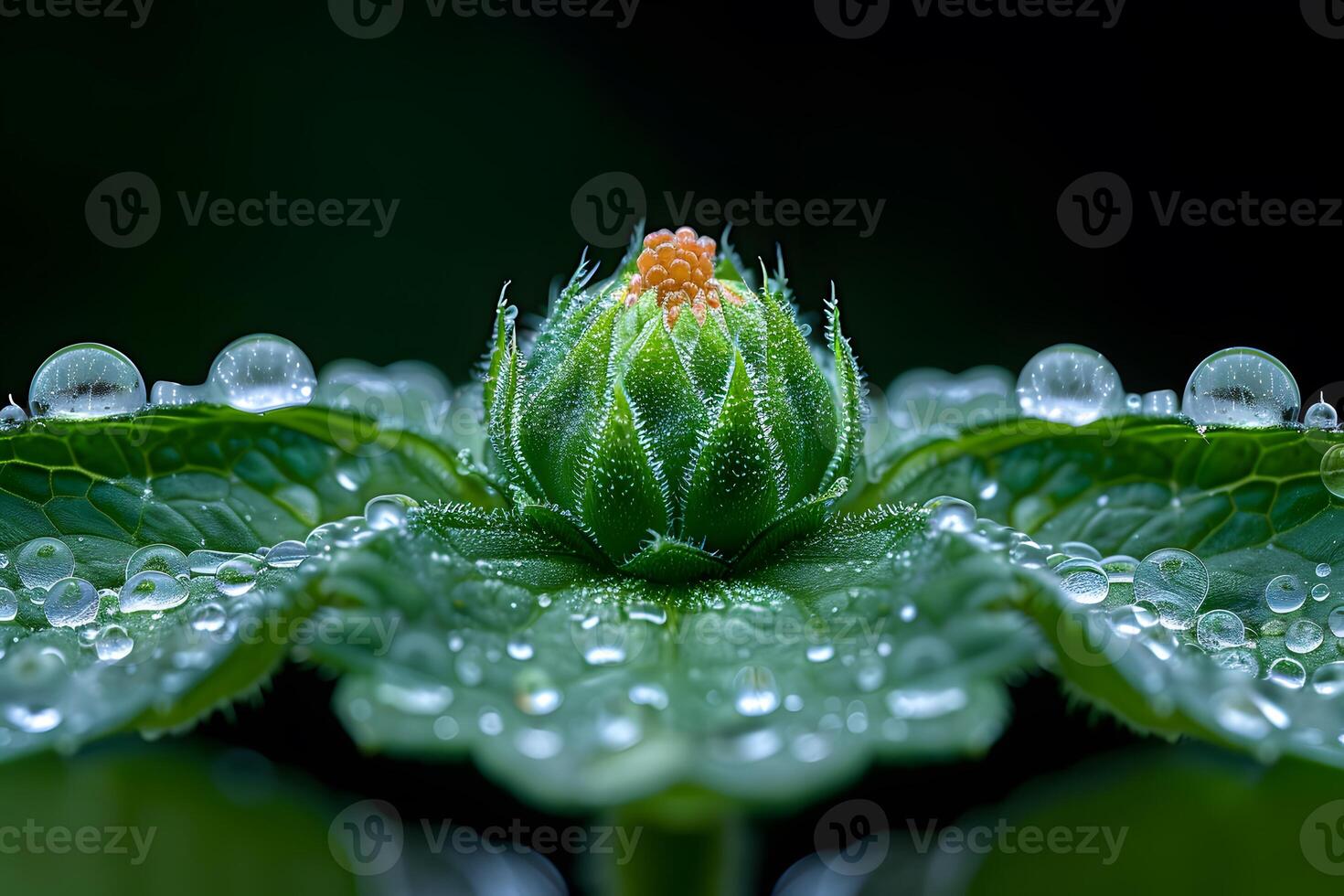 Macro Photography of Dew-Covered Green Flower Bud for Nature and Botanical Art Design photo