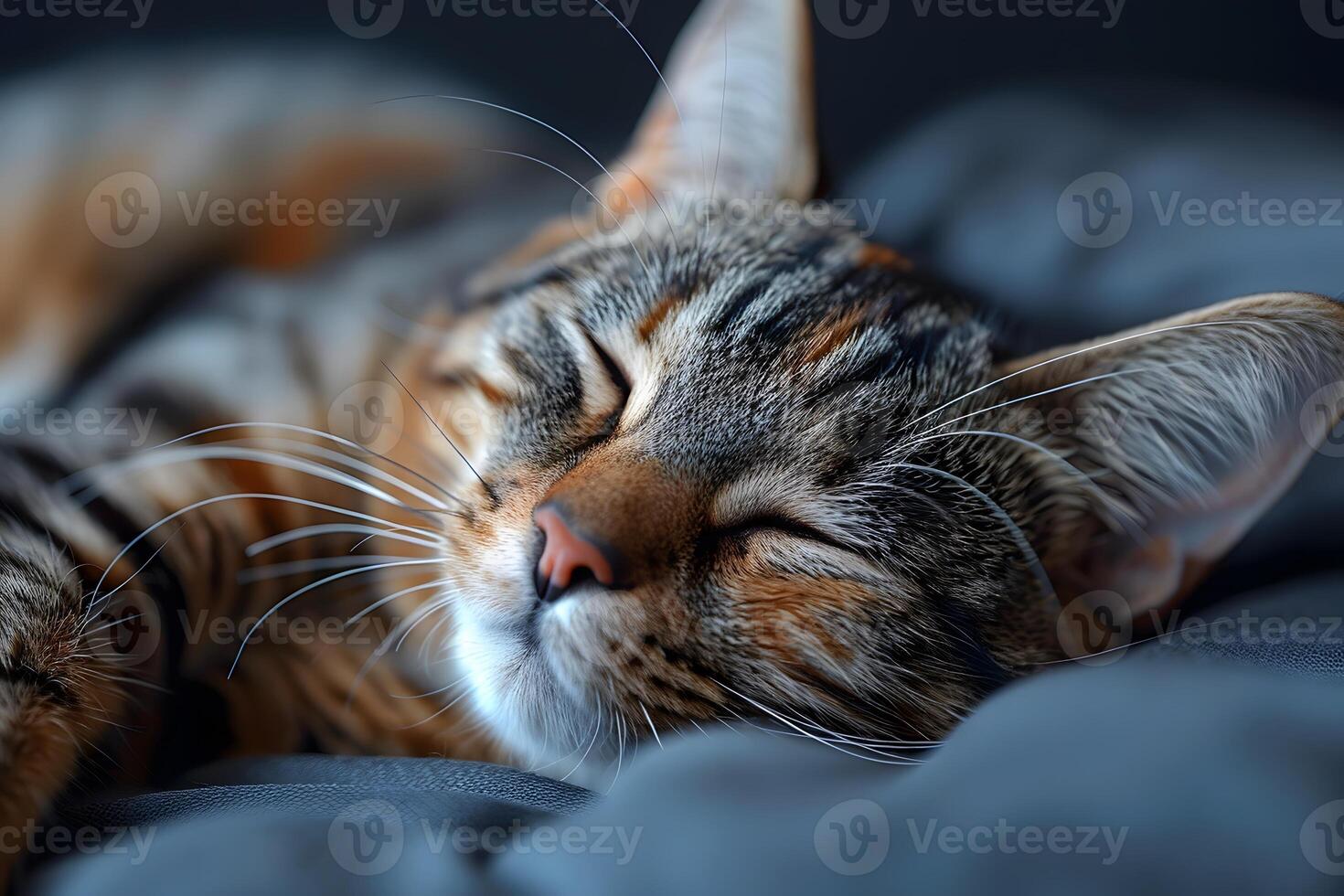 Sleeping Tabby Cat in Cozy Bed Peaceful and Relaxing Scene for Home Decor, Posters, and Prints photo