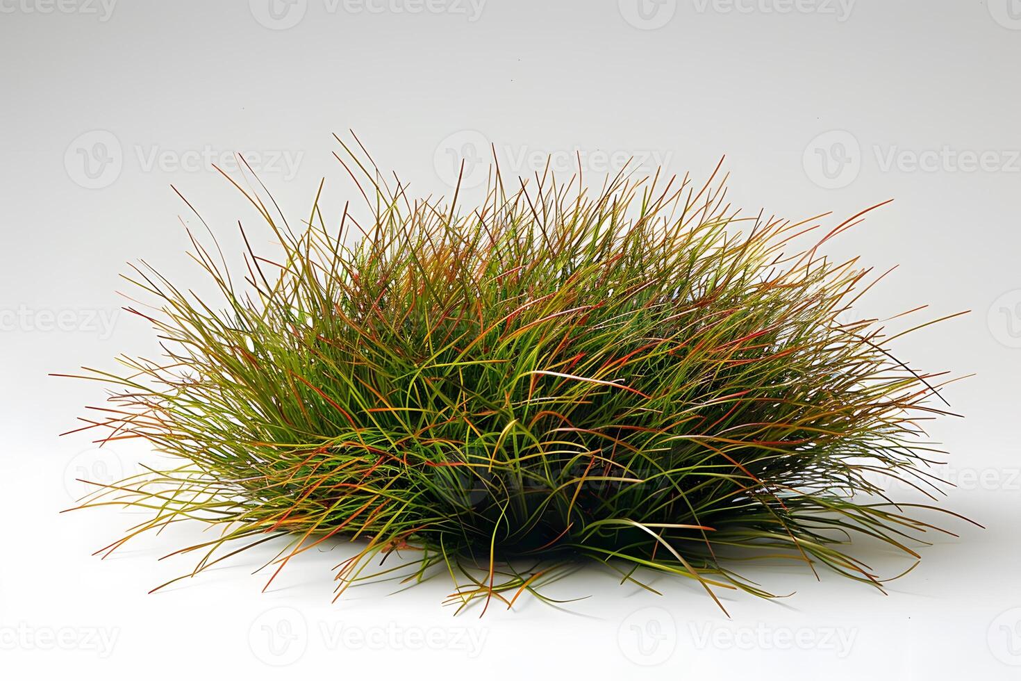Vibrant Green and Red Grass Plant Against White Background Ideal for Modern Minimalist Decor and Botanical Studies photo
