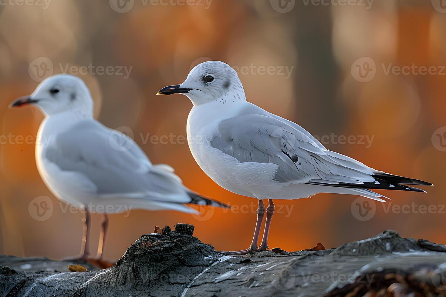 Two Seagulls Perched on Log in Autumn Forest - Wildlife Photography for Prints and Posters photo