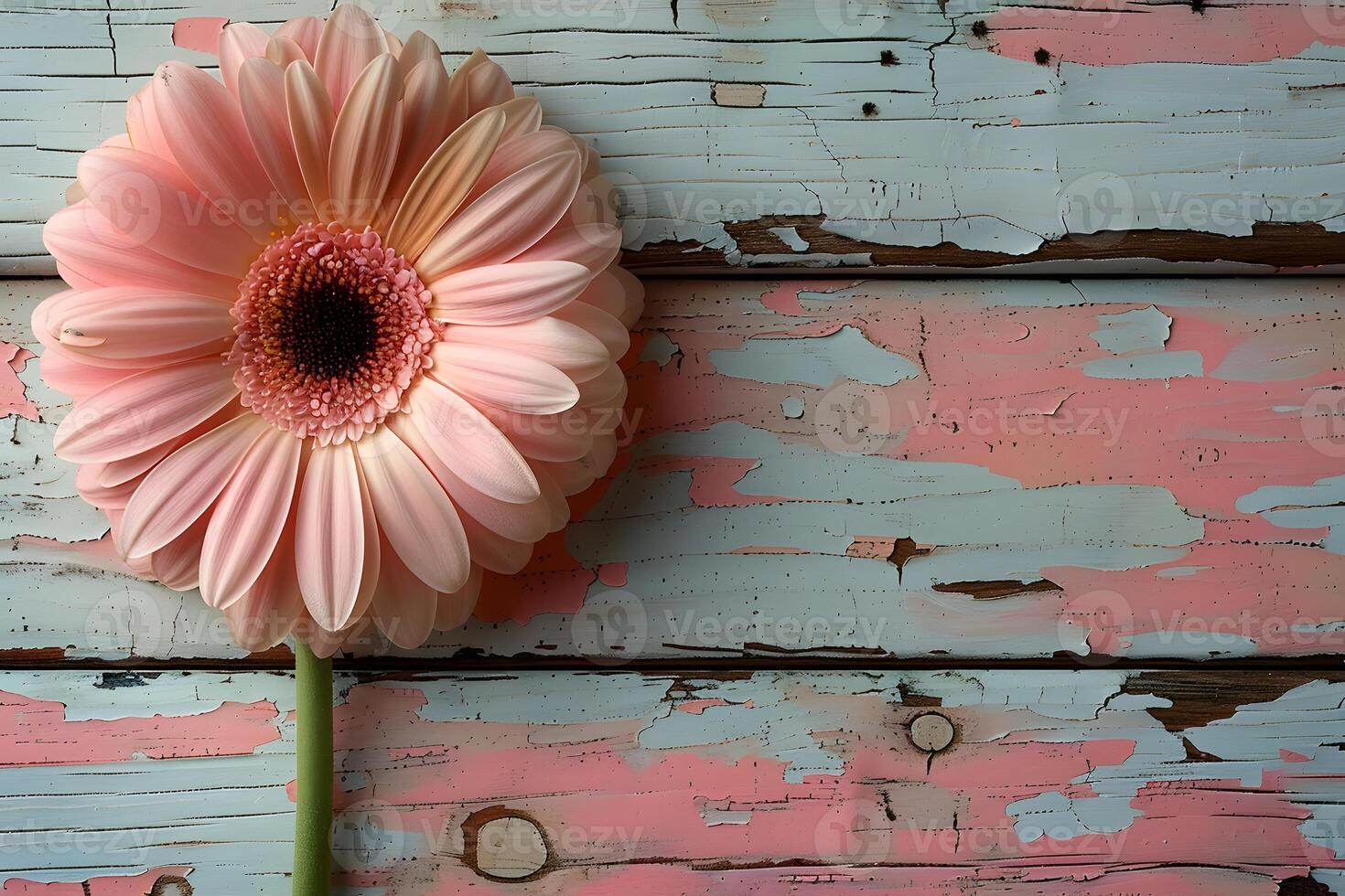 Pastel Pink Gerbera Daisy on Distressed Wooden Background Perfect for Vintage Design, Floral Prints, and Nature Posters photo