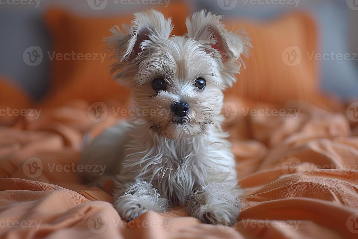 Adorable White Puppy Resting on an Orange Blanket - Perfect for Pet Lovers photo